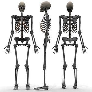 female skeleton