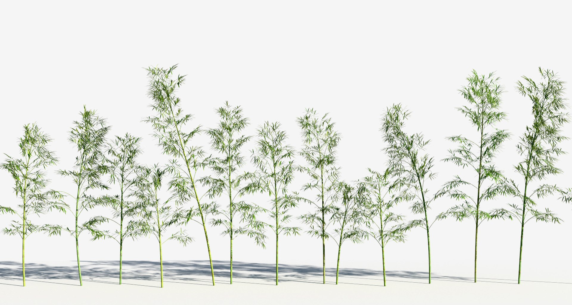 Bamboo Trees 3 Max