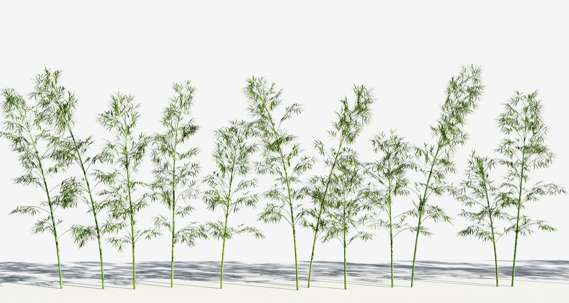 Bamboo Trees 3 Max