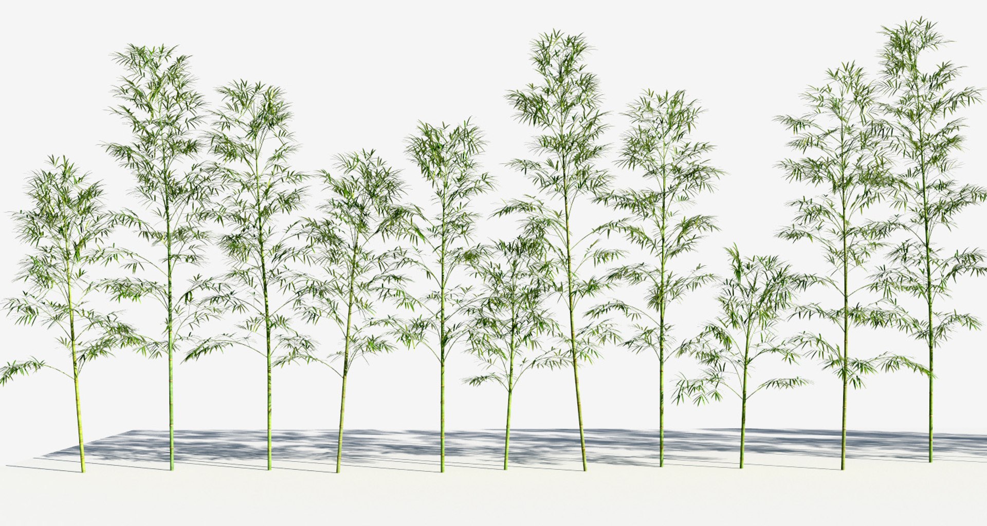 Bamboo Trees 3 Max