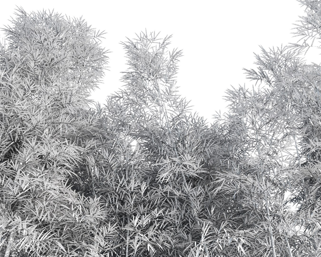 bamboo trees 3 max https://p.turbosquid.com/ts-thumb/Pr/J6ad73/cOyBMncQ/bamboo_311/jpg/1490189207/1920x1080/fit_q87/b051fafd15f18d6d51cc38082c97766076c217fb/bamboo_311.jpg