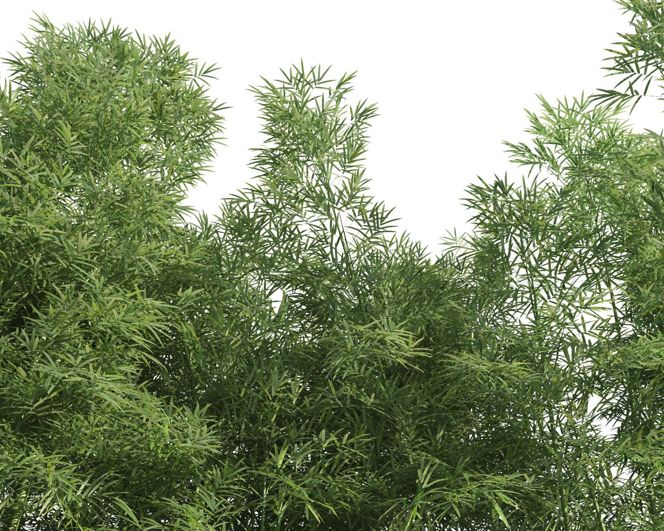 bamboo trees 3 max https://p.turbosquid.com/ts-thumb/Pr/J6ad73/w0XsxG0N/bamboo_310/jpg/1490189207/1920x1080/fit_q87/77786c481216f0e7261f39a297ef3dba3482065f/bamboo_310.jpg