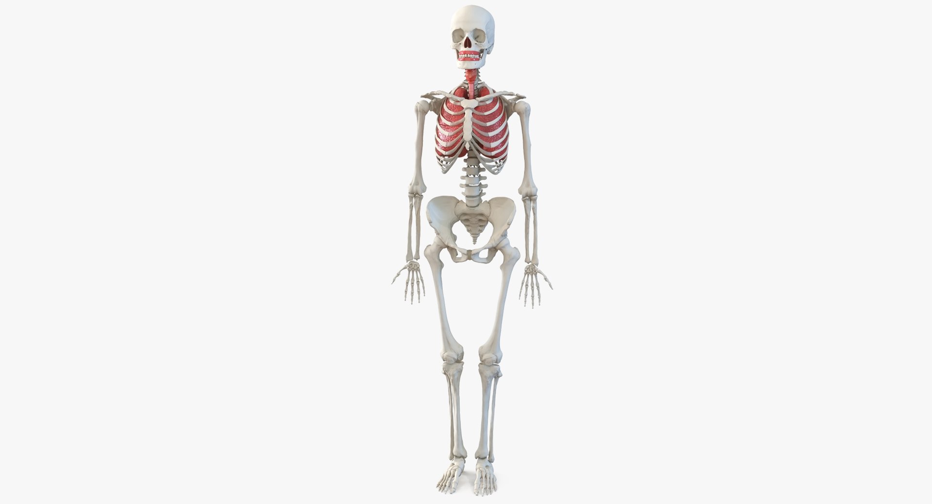 Human Female Skeleton with Respiratory System 3D model preview