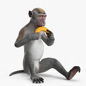 Gray Rhesus Macaque Eating Banana