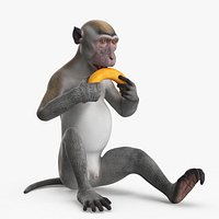 Gray Rhesus Macaque Eating Banana
