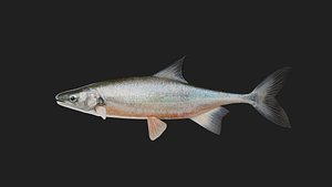 Carp Bonytailchub 3D model