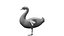 cisnes pájaro