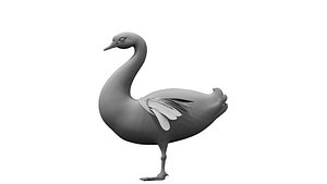 swans bird