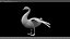 cisnes pájaro