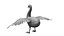 cisnes pájaro