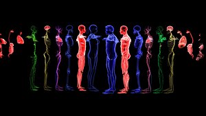 3D Complete Male And Female Anatomy Blue and Orange Transparent 3D Model