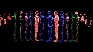 Complete Male And Female Anatomy Blue and Orange Transparent 3D Model