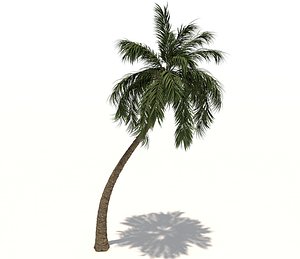 coconut palm tree 3D model