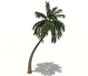 Coconut Palm Tree 3d Model