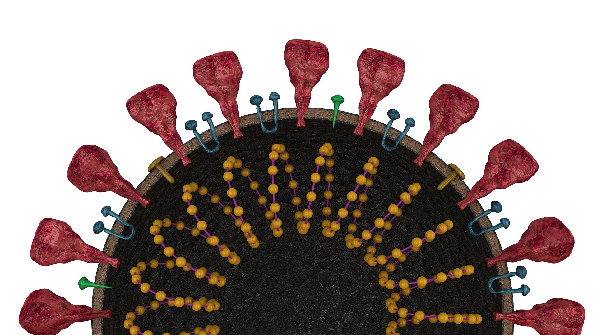 coronavirus sars-cov-2 3D https://p.turbosquid.com/ts-thumb/Ps/BKStg2/fCmFoLzj/05/jpg/1591657365/1920x1080/fit_q87/9e51f31655cb3a936e623671217a5b2a883f7bcf/05.jpg