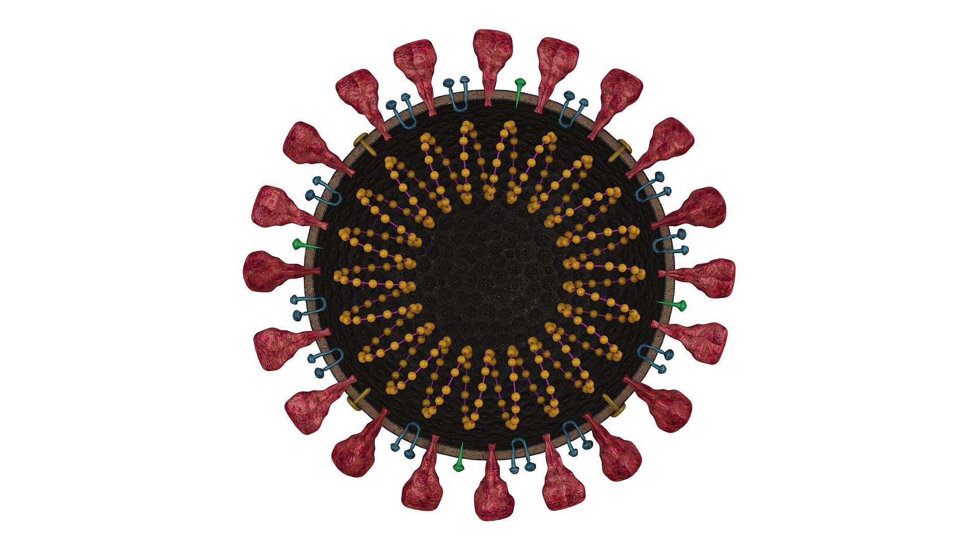 coronavirus sars-cov-2 3D https://p.turbosquid.com/ts-thumb/Ps/BKStg2/vVsqgFi0/cut00/jpg/1591657366/1920x1080/fit_q87/50d0d8d64aef0a31c5252e6289f40935a9023d59/cut00.jpg
