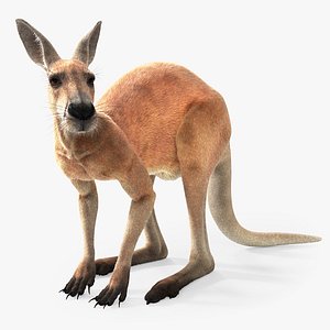 Kangaroo Rigged Xgen