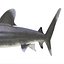 3ds oceanic whitetip shark pose