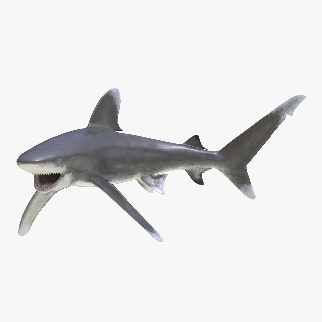Oceanic Whitetip Shark Pose 2 3D Model 3D model preview
