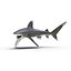 3ds oceanic whitetip shark pose