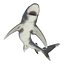3ds oceanic whitetip shark pose