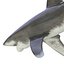 3ds oceanic whitetip shark pose