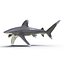 3ds oceanic whitetip shark pose