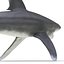 3ds oceanic whitetip shark pose