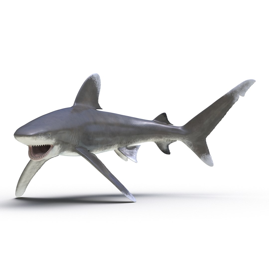 3ds oceanic whitetip shark pose https://p.turbosquid.com/ts-thumb/Ps/FB4iGB/yzTcD6Tu/3dmodelofoceanicwhitetipshark01/jpg/1449563498/1920x1080/fit_q87/29b30ae66b67c17dcc2db4c9c298c9d3a580ec71/3dmodelofoceanicwhitetipshark01.jpg