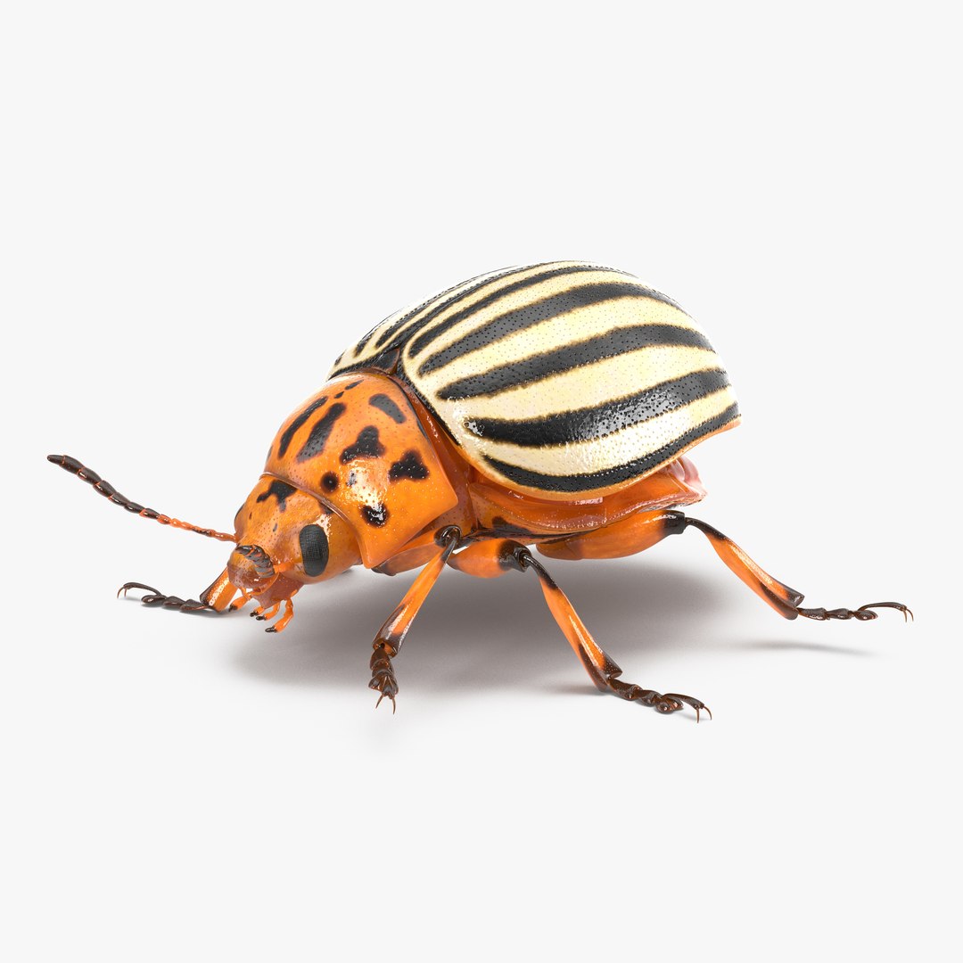 Colorado Potato Beetle Rigged 3D model for industrial visualization, technical presentation, simulation, product rendering, and animation