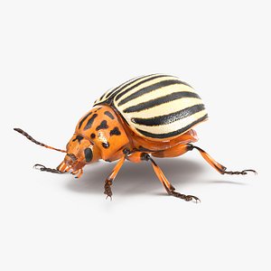 3d colorado potato beetle rigged