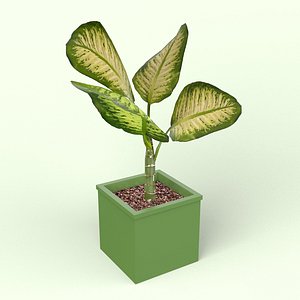 3D Diffenbachia