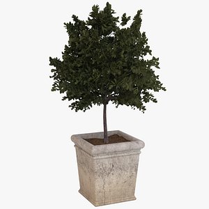 decorative pot plant 3d model