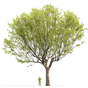 3D model Plane-tree Sycamore Platanus V18
