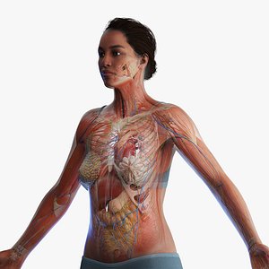 Complete Human Black Female Anatomy Set 3D