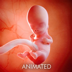 human fetus week 9 3D model