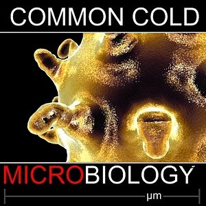 3d model of common cold