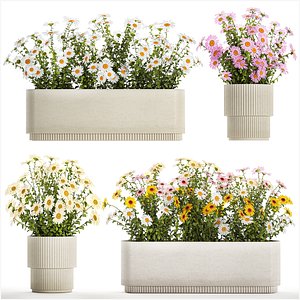 Set of garden flower bushes Chamomile Chrysanthemum 1474 model