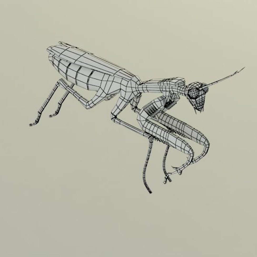 3d Mantis