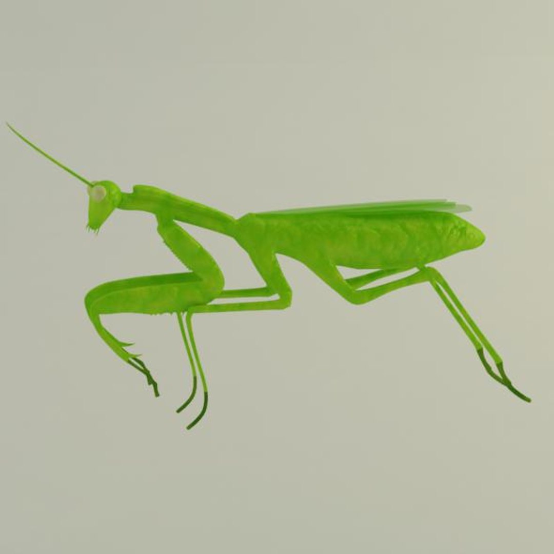 3d Mantis