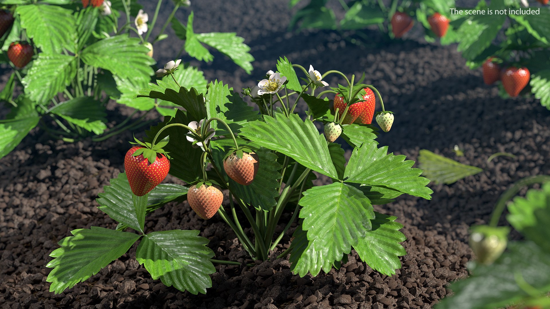 3D Garden Greenhouse with Grows Collection 4 model https://p.turbosquid.com/ts-thumb/Ps/xiWCaK/Ds/gardengreenhousewithgrowscollection43dsmodel003/jpg/1677732170/1920x1080/fit_q87/f3a356d057ecd452df9919a5ef2d82610bb12da8/gardengreenhousewithgrowscollection43dsmodel003.jpg