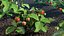 Estufa de jardim com coleção Grows 4