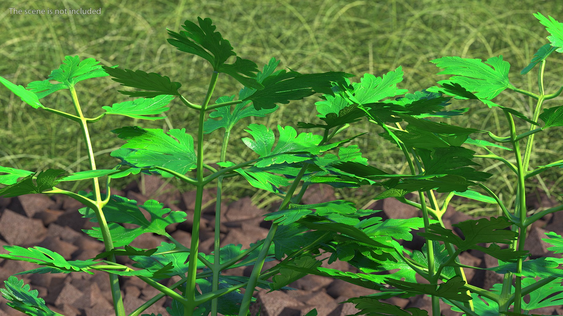 3D Garden Greenhouse with Grows Collection 4 model https://p.turbosquid.com/ts-thumb/Ps/xiWCaK/PW/gardengreenhousewithgrowscollection43dsmodel019/jpg/1677732217/1920x1080/fit_q87/209e300508e81565b6691ec827f5fd3e439f763b/gardengreenhousewithgrowscollection43dsmodel019.jpg