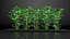 Estufa de jardim com coleção Grows 4