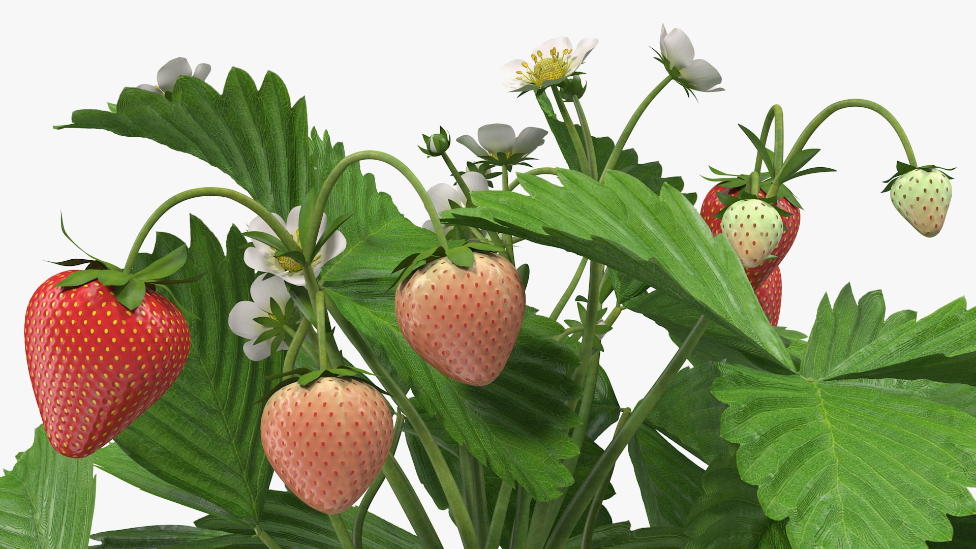 3D Garden Greenhouse with Grows Collection 4 model https://p.turbosquid.com/ts-thumb/Ps/xiWCaK/iZ/gardengreenhousewithgrowscollection43dsmodel015/jpg/1677732206/1920x1080/fit_q87/419911a63a1daa7deef9a7d072d23f1f26937fc1/gardengreenhousewithgrowscollection43dsmodel015.jpg