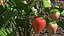 Estufa de jardim com coleção Grows 4