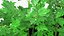 Estufa de jardim com coleção Grows 4