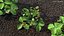 Estufa de jardim com coleção Grows 4