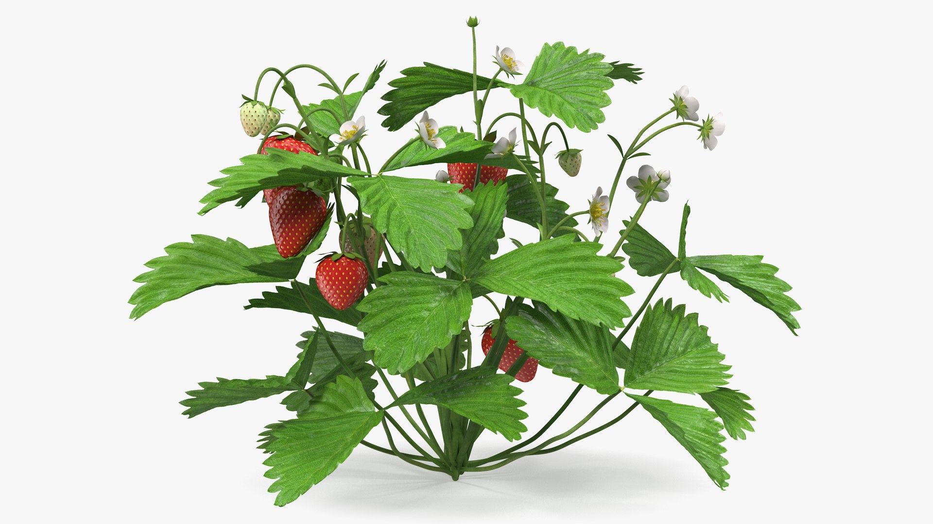 3D Garden Greenhouse with Grows Collection 4 model https://p.turbosquid.com/ts-thumb/Ps/xiWCaK/qP/gardengreenhousewithgrowscollection43dsmodel014/jpg/1677732203/1920x1080/fit_q87/828aa4e6e09a105ec440eb90cddd58d0a07b4937/gardengreenhousewithgrowscollection43dsmodel014.jpg