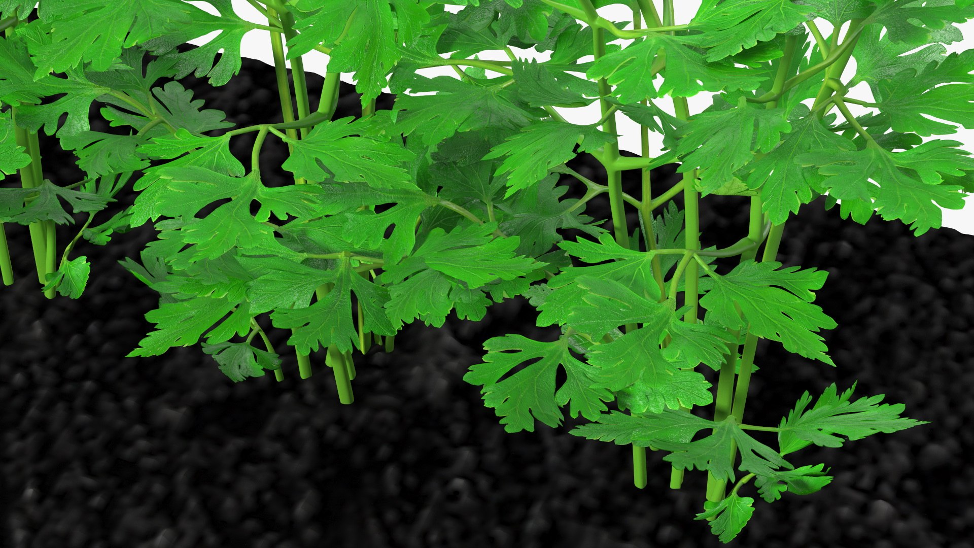 3D Garden Greenhouse with Grows Collection 4 model https://p.turbosquid.com/ts-thumb/Ps/xiWCaK/yd/gardengreenhousewithgrowscollection43dsmodel021/jpg/1677732224/1920x1080/fit_q87/f462b8c6bc26108c6bb6c486f6ba090212cbe778/gardengreenhousewithgrowscollection43dsmodel021.jpg